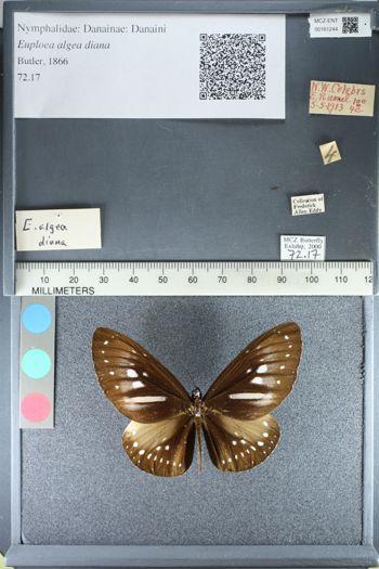 Media type: image;   Entomology 161244